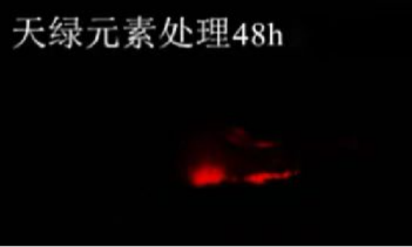 斑馬魚實驗天綠元素處理-48h.png