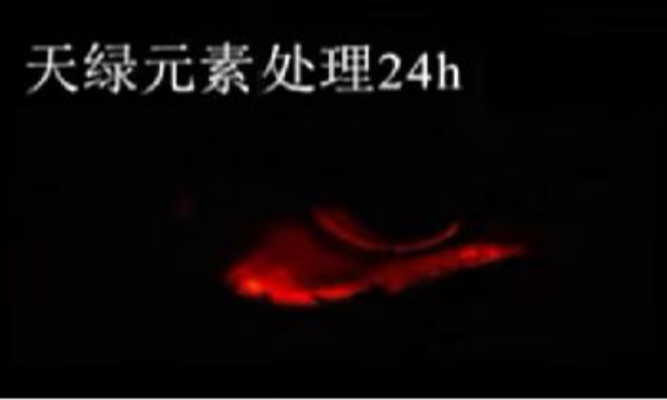 斑馬魚實驗天綠元素處理-24h.png