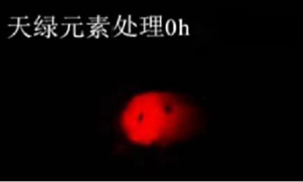 斑馬魚實驗天綠元素處理-0h.png